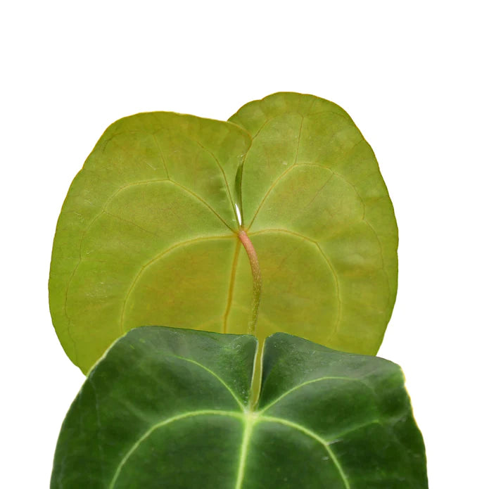 Anthurium Ecuagenera Green Soul