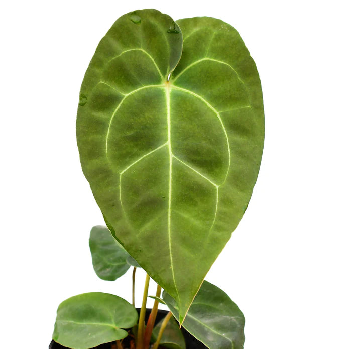 Anthurium Ecuagenera Green Soul