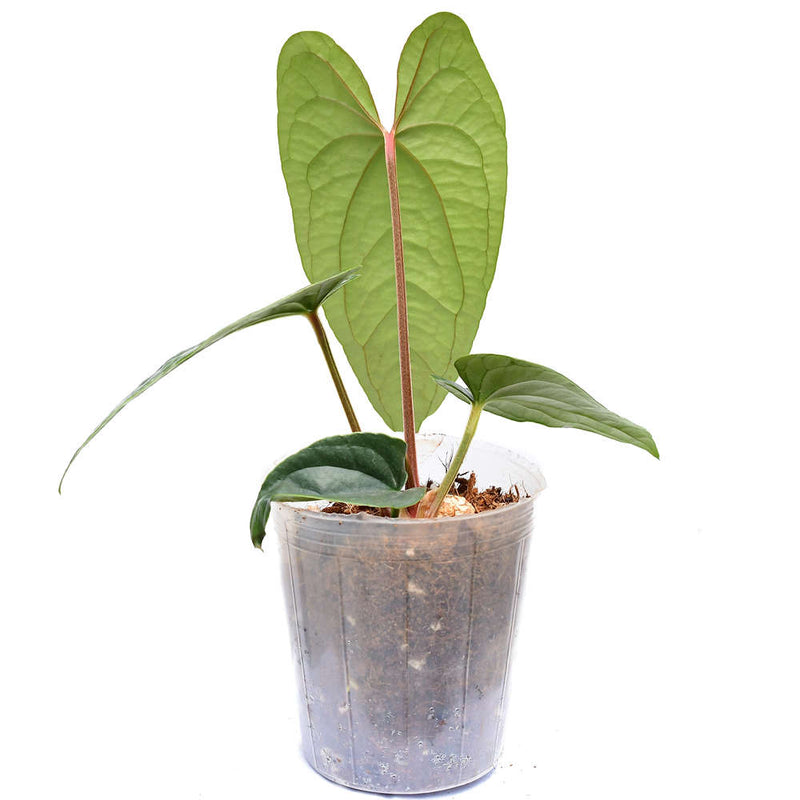 Anthurium Luxury Jungle