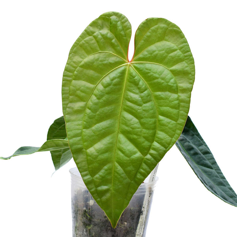 Anthurium Portilla Dreams