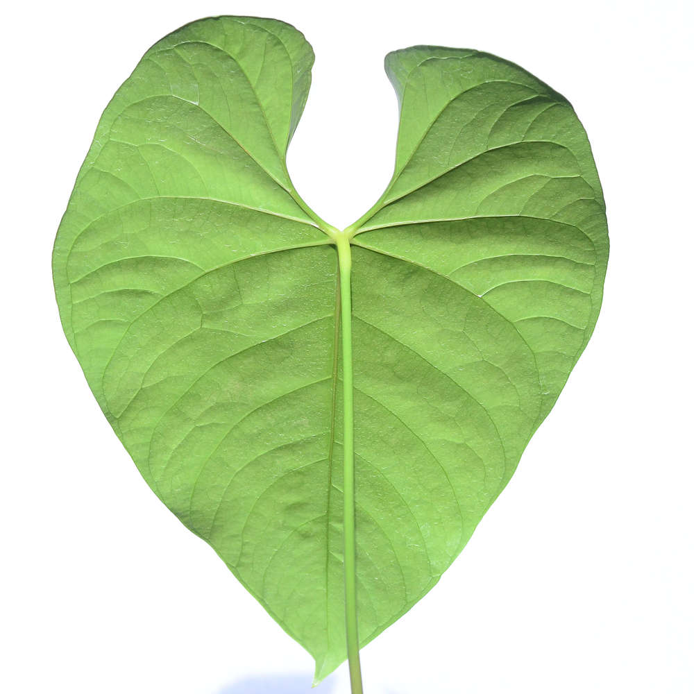 Anthurium regale aff アンスリウムレガレアフ Anthurium Regale Aff by LEAL PLANTS ECUADOR |Green Live House