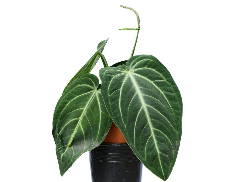 Anthurium villenaorum