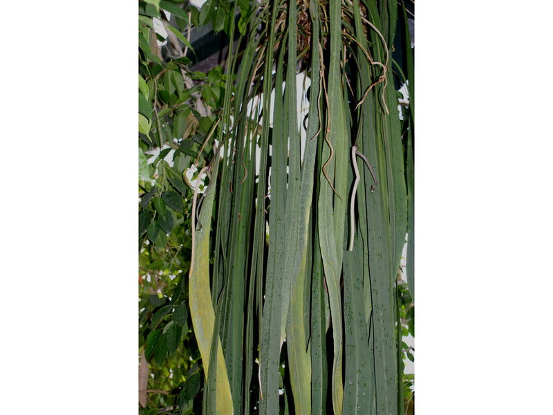 Anthurium vittariifolium