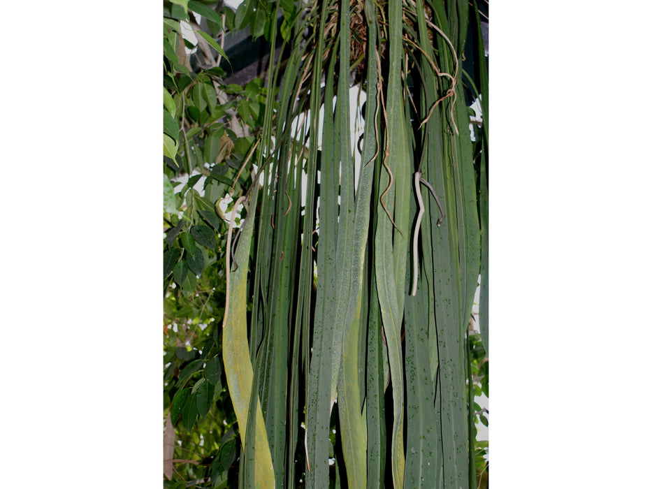 Anthurium vittariifolium