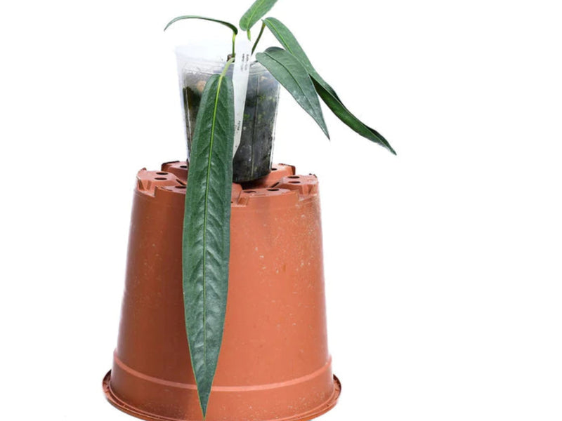 Anthurium wendlingeri