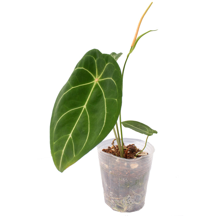 Anthurium forgetii x Anthurium clarinervium