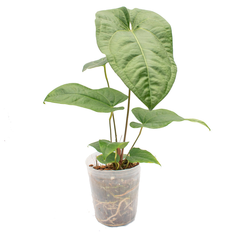 Anthurium insigne 'Paradise' x Anthurium forgetii