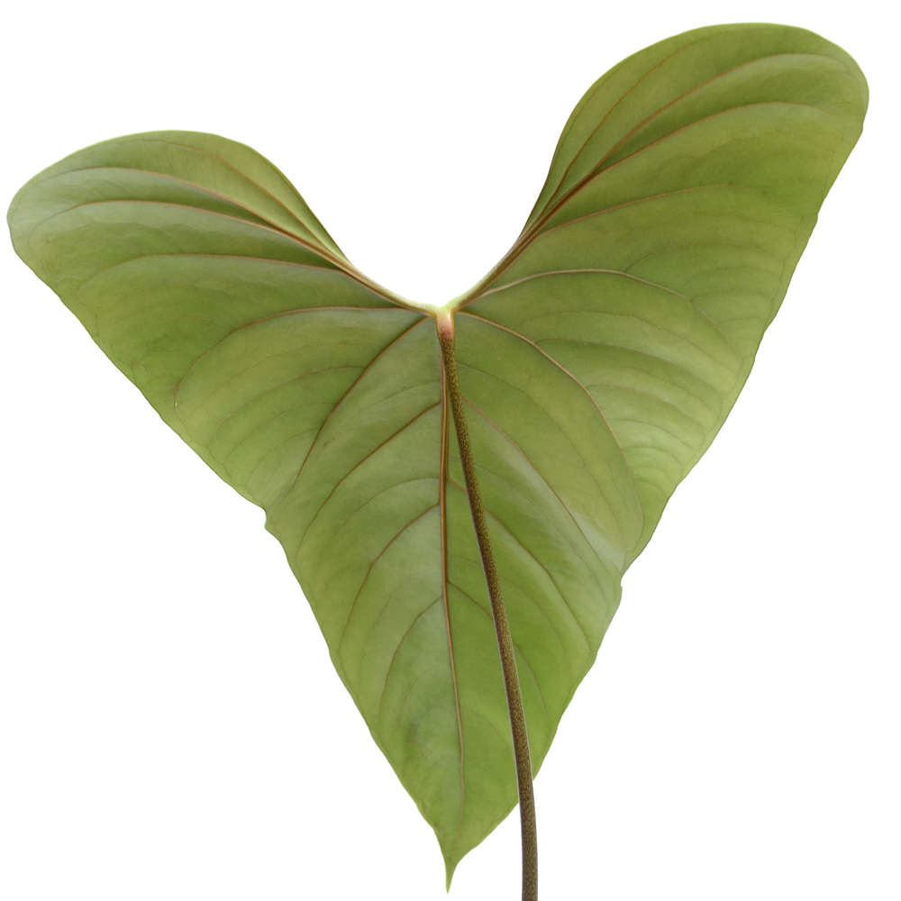 179 nigrolaminum 'Gigi' ニグロナミナム　ギギアンスリウム 179 nigrolaminum 'Gigi' ニグロナミナム ギギアンスリウム