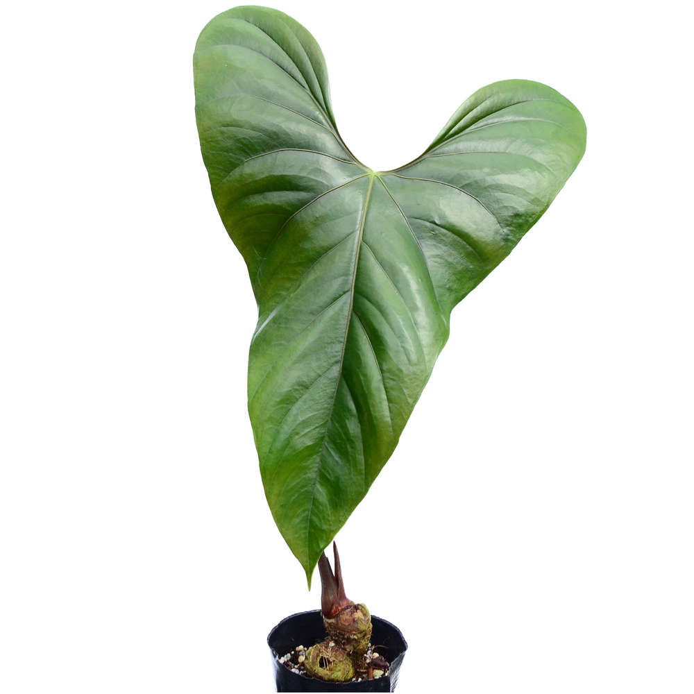 Anthurium nigrolaminum 'Gigi' — Ecuagenera California