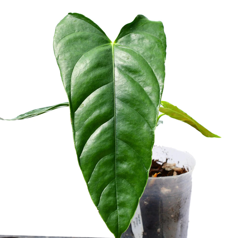 Anthurium angusticalom