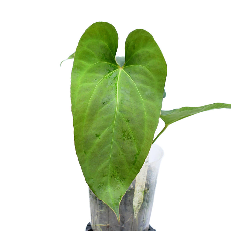 Anthurium Rabbit Ears