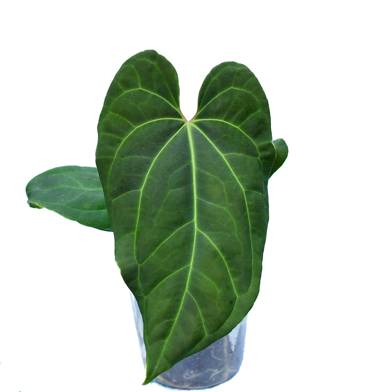 Anthurium Andean Moon