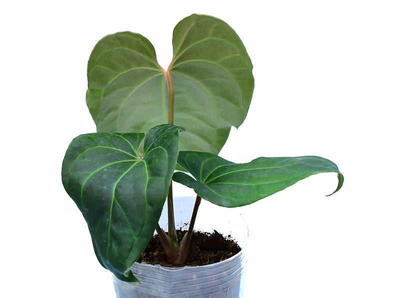 Anthurium Andean Moon