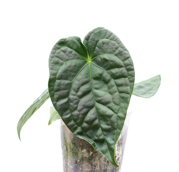 Anthurium Portilla Dreams 'Inverse crossing'