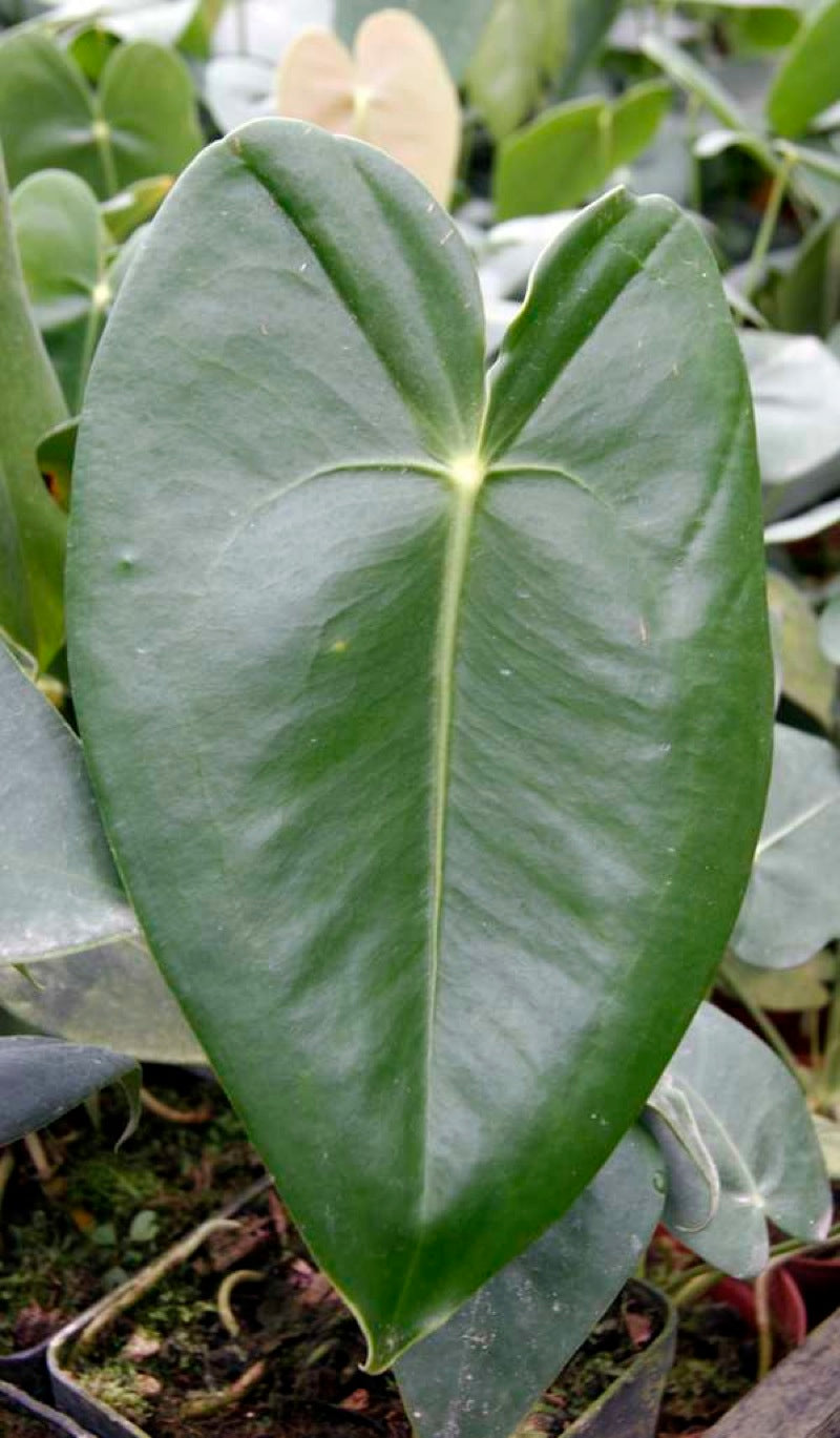 Anthurium corallinum