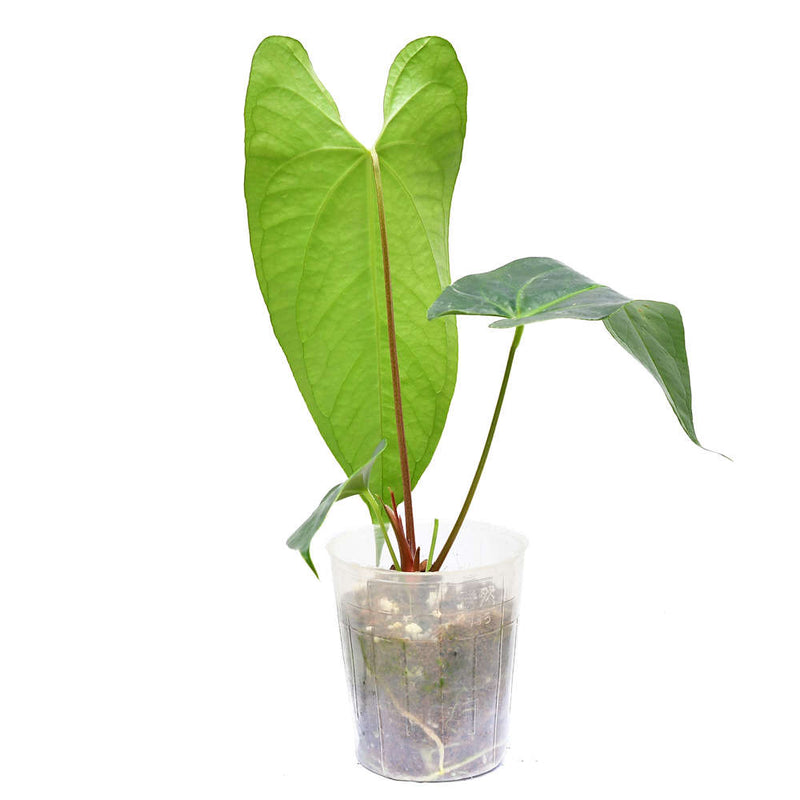Anthurium Amazon Night Fox 'Inverse crossing'