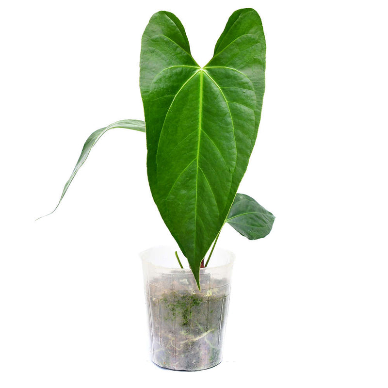 Anthurium Amazon Night Fox 'Inverse crossing'