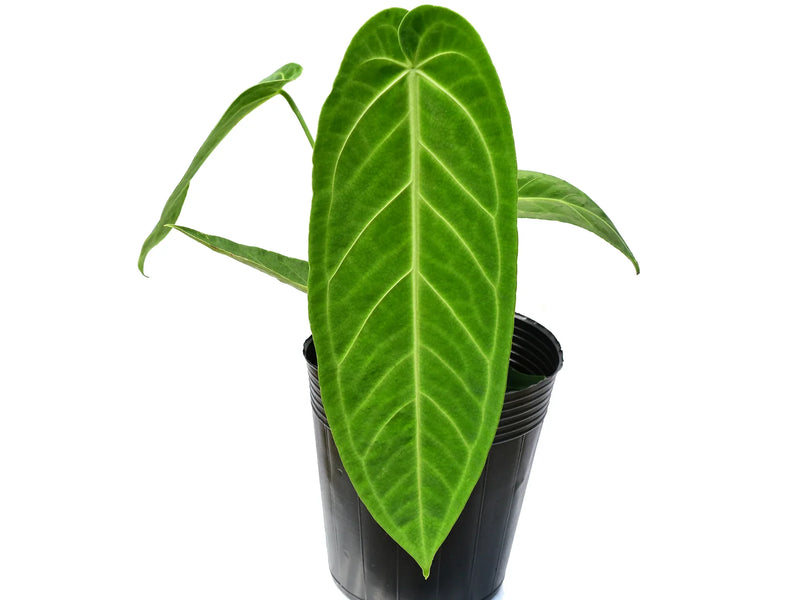 Anthurium Century queen