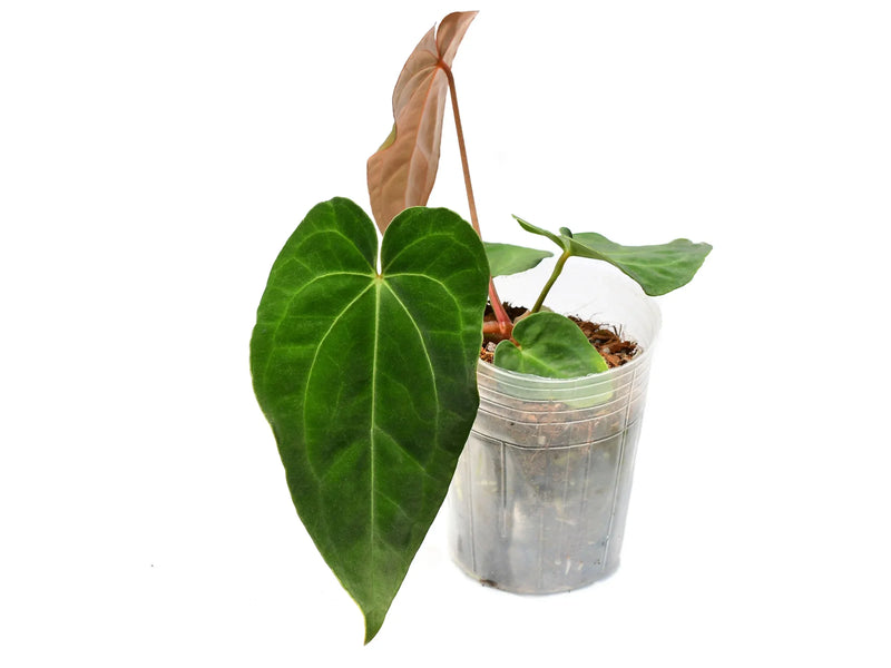 Anthurium Crystal Dress ‘Inverse crossing’