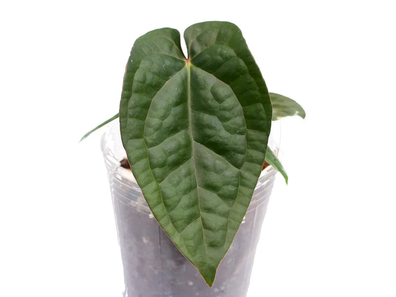 Anthurium David Portilla Dreams 'Fantasy' inverse crossing