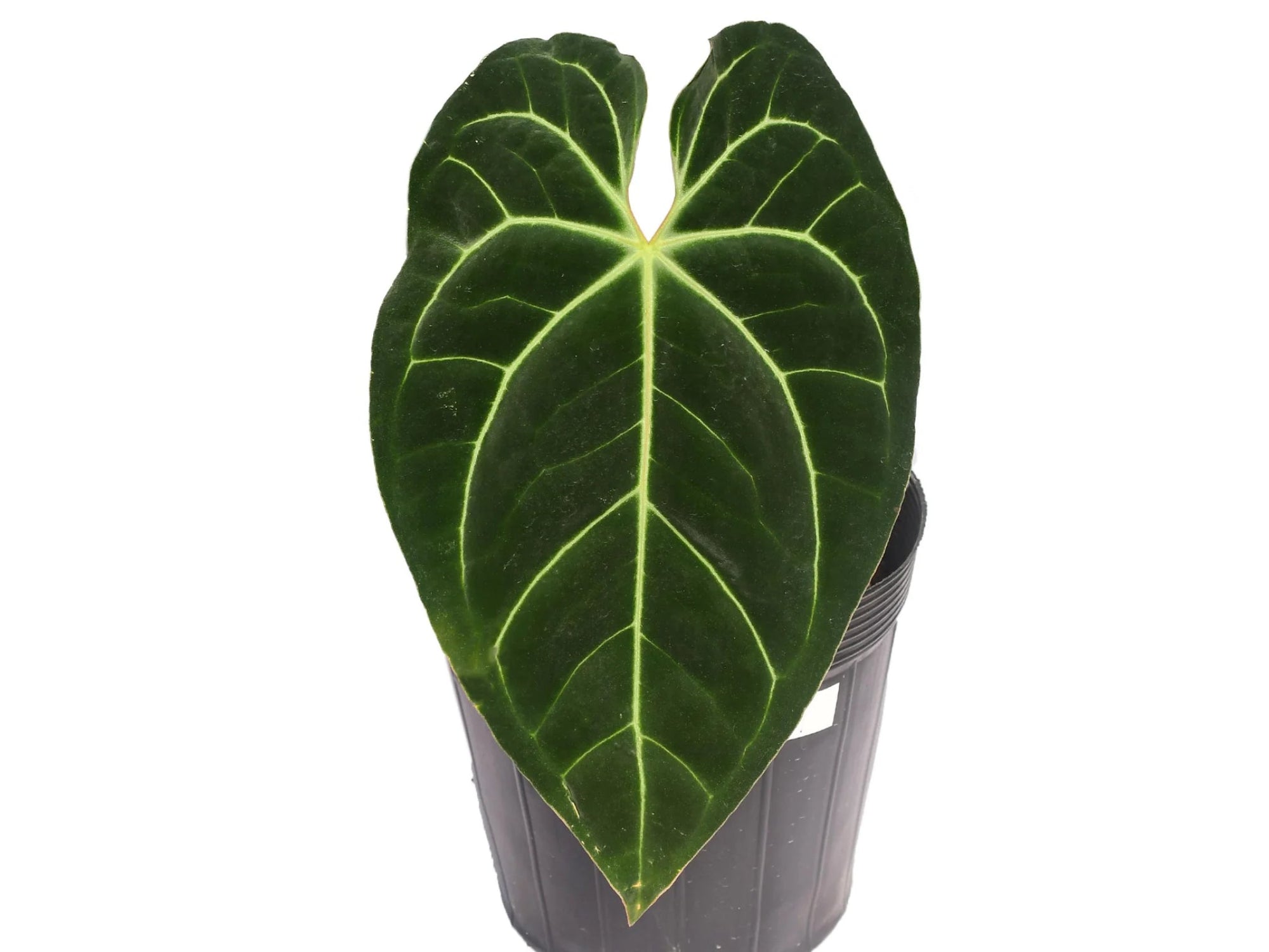 Anthurium Fantasy — Ecuagenera California