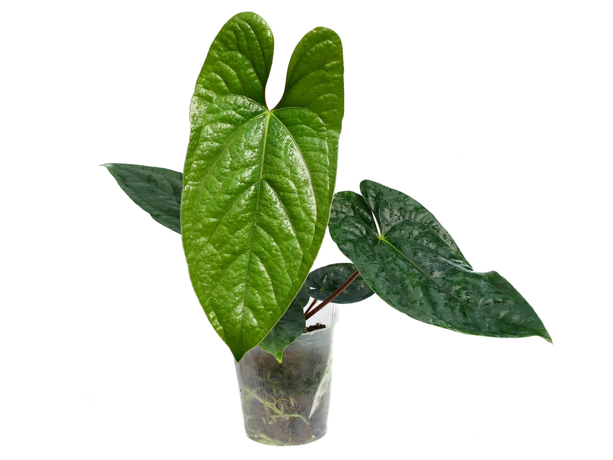 Anthurium Happy Bunny — Ecuagenera California