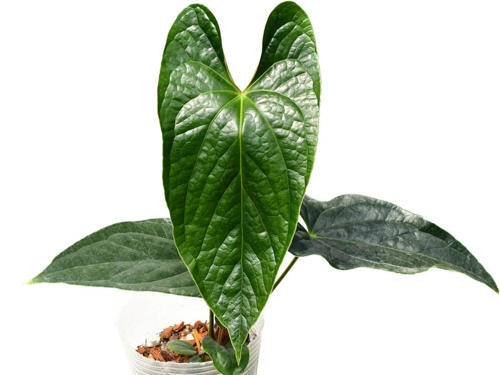 その他観葉植物 Anthurium  inverse crossing Anthurium Deborah Ward 'Inverse crossing' — Ecuagenera Orquídeas