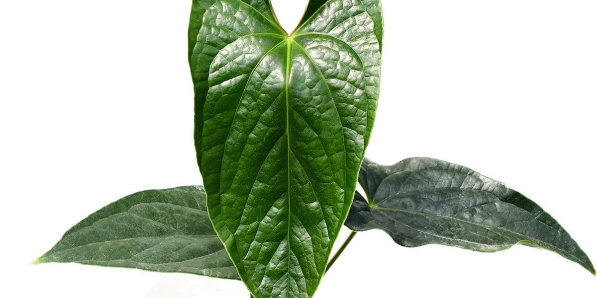 Anthurium Luxury Jungle 'Inverse crossing' — Ecuagenera California