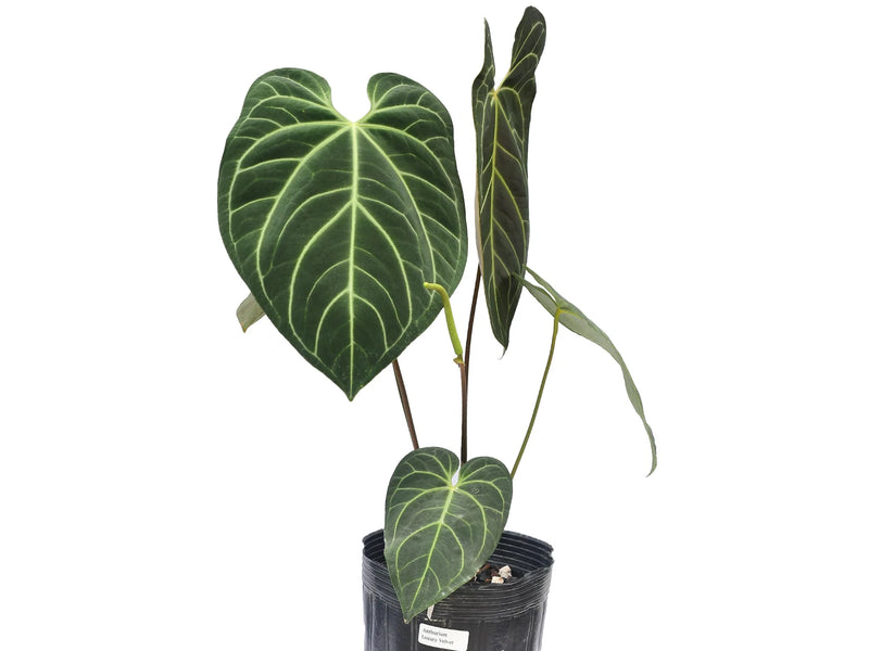 Anthurium Luxury Velvet — Ecuagenera California