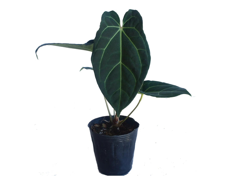 Anthurium Magnificent Girl 'Inverse crossing' x Anth. Eureka