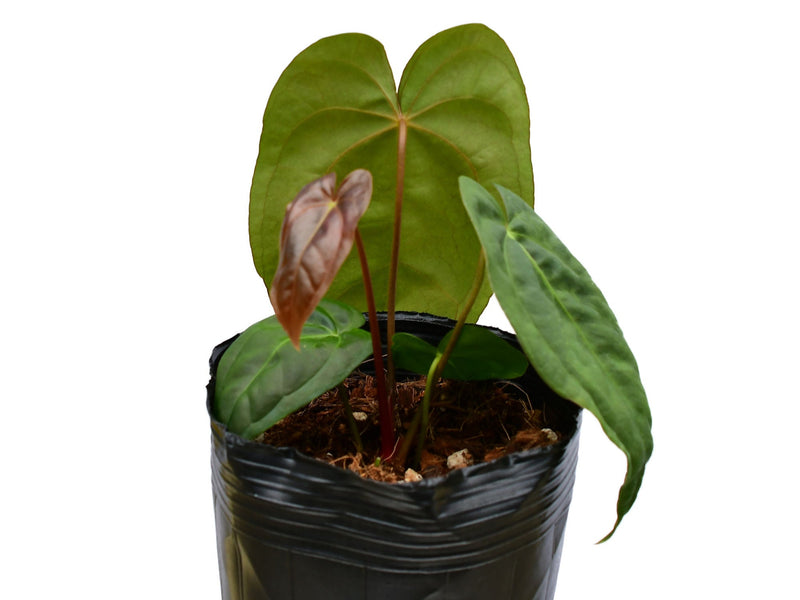 Anthurium Nocturne Plush