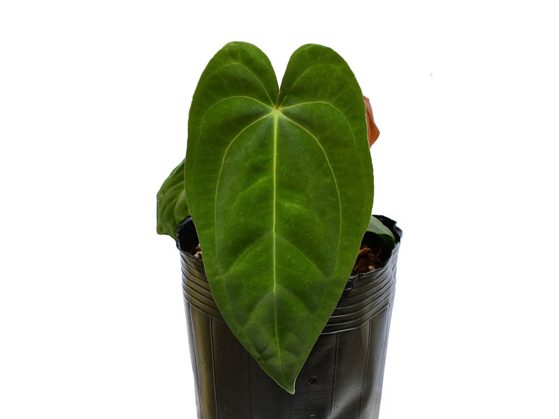 Anthurium Nocturne Plush