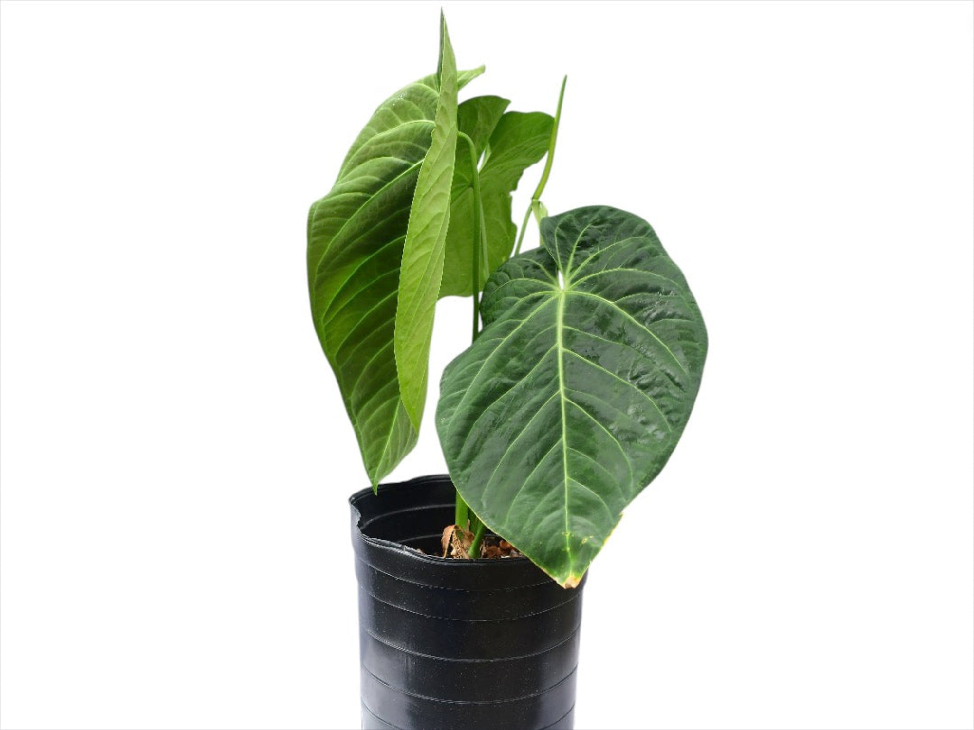 Anthurium Happy Bunny 'Inverse crossing' Anthurium Happy Bunny