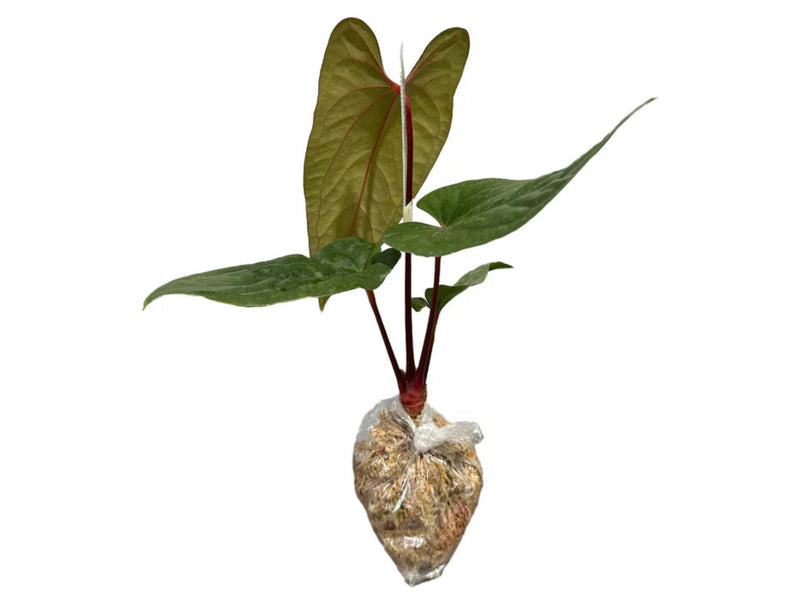 Anthurium Velvet Eclipse