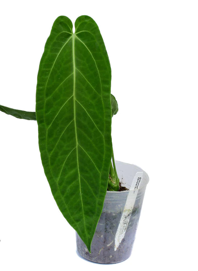 Anthurium Zamora Queen — Ecuagenera California Anthurium Zamora Queen — Ecuagenera California