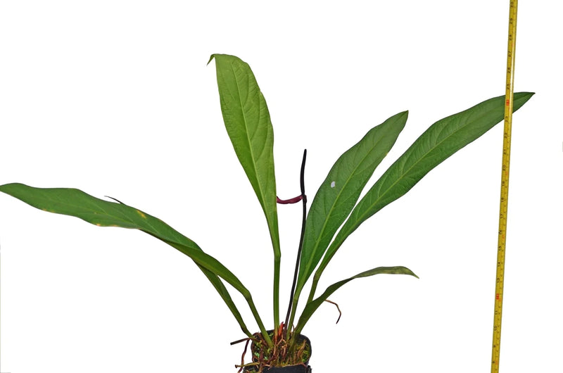 Anthurium acaule 7