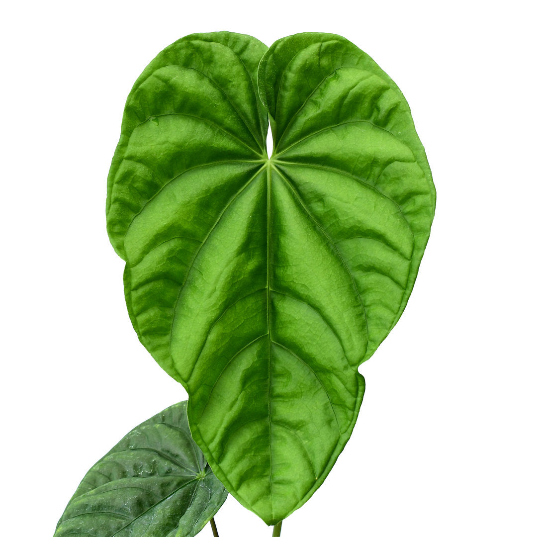 Anthurium altaverapazense (Seedling) — Ecuagenera California Anthurium altaverapazense (Seedling) — Ecuagenera California