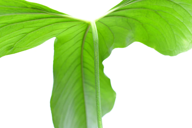 Anthurium argyrostachyum 'Goat'