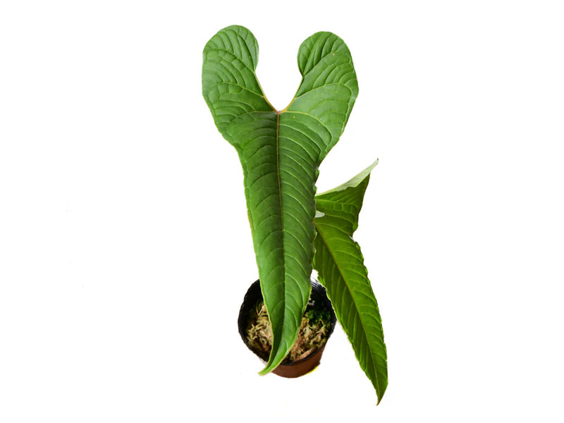 Anthurium chilmabajense