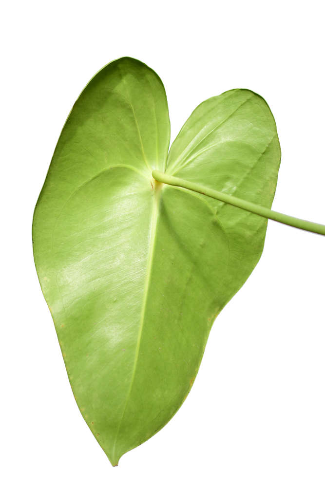 Anthurium corallinum