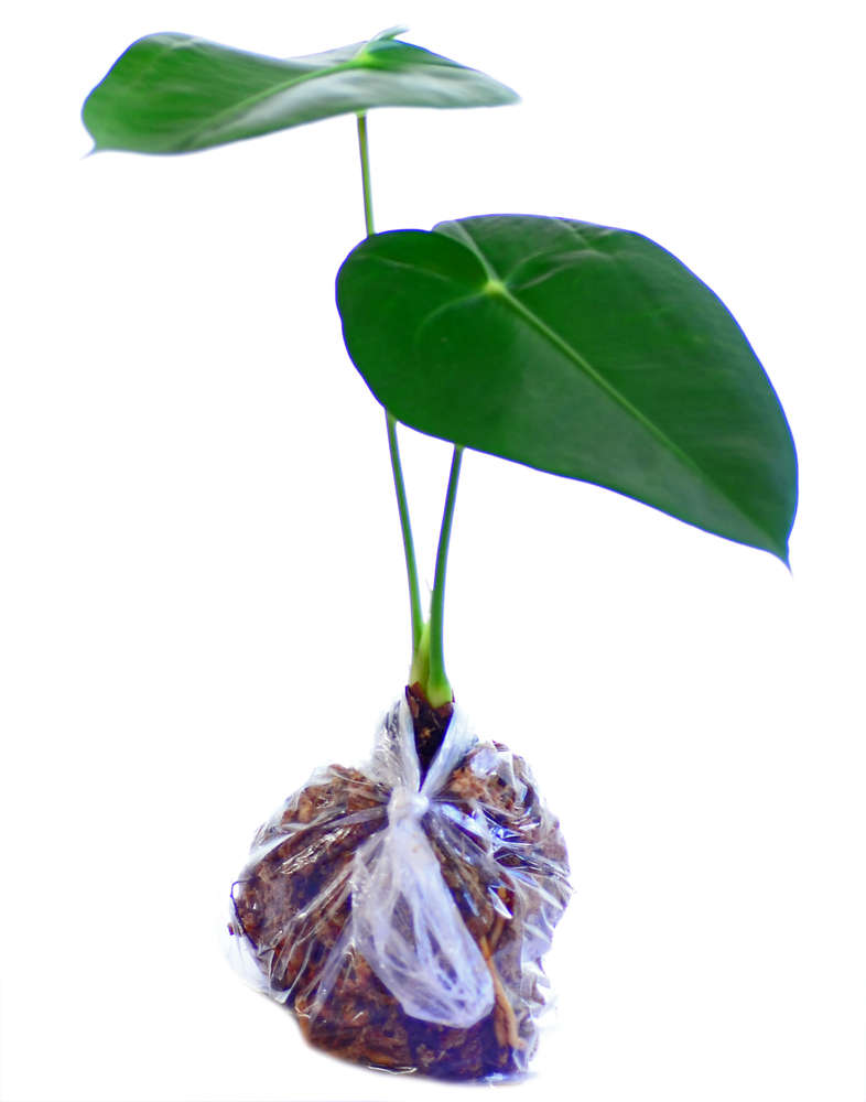 Anthurium corallinum