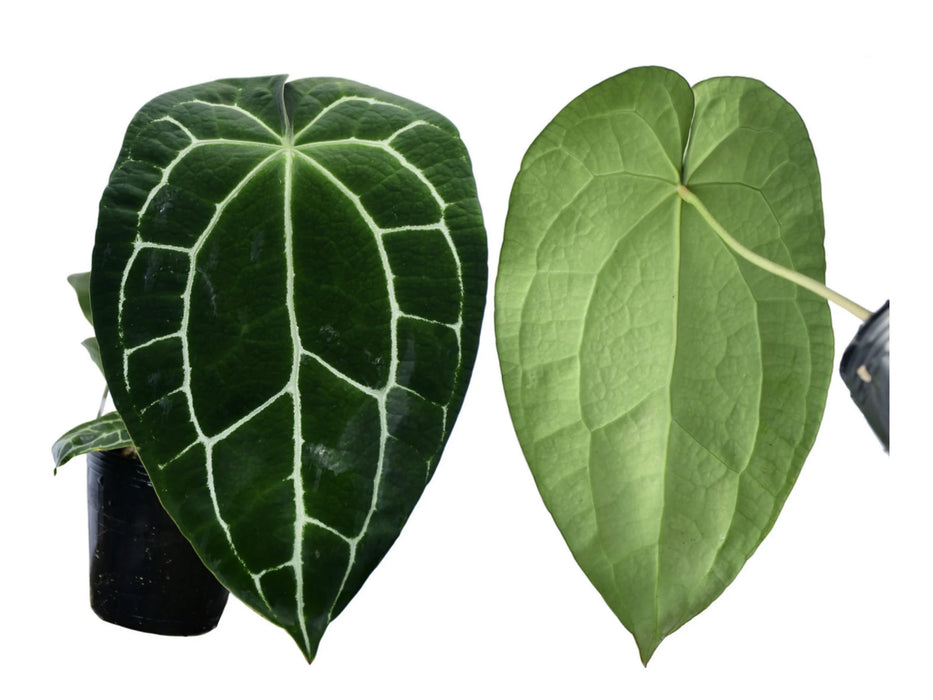 Anthurium crystallinum