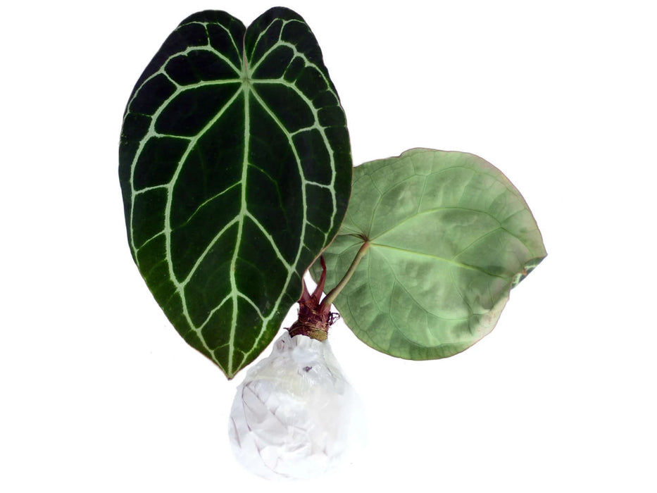 Anthurium crystallinum