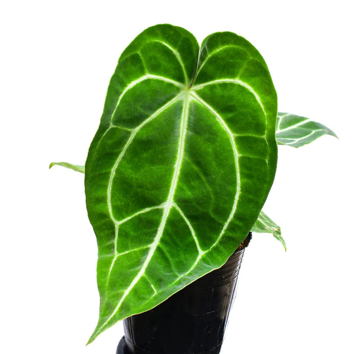 Anthurium Shuar Soul