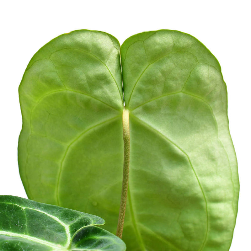 Anthurium Shuar Soul
