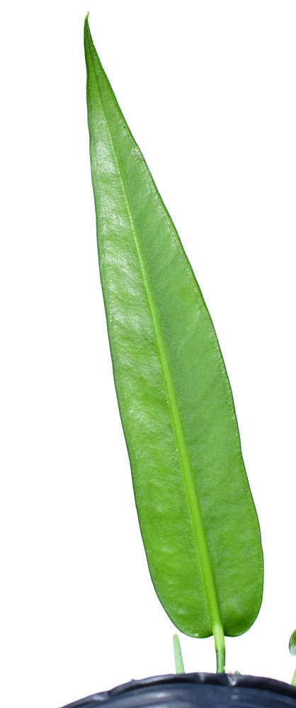 Anthurium debilipeltatum