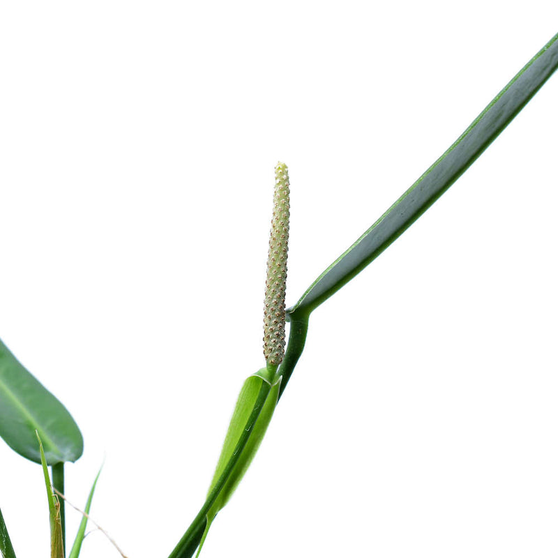 Anthurium debilipeltatum