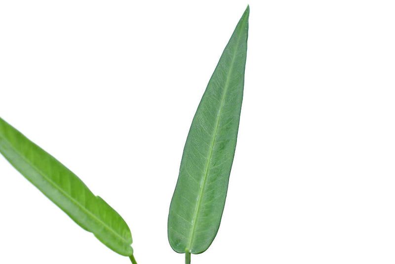 Anthurium debilipeltatum