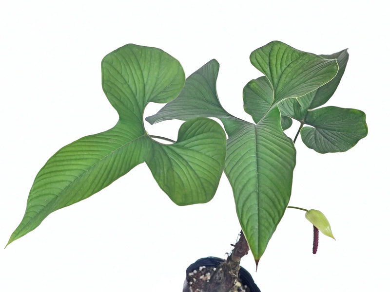 Anthurium draconopterum — Ecuagenera California