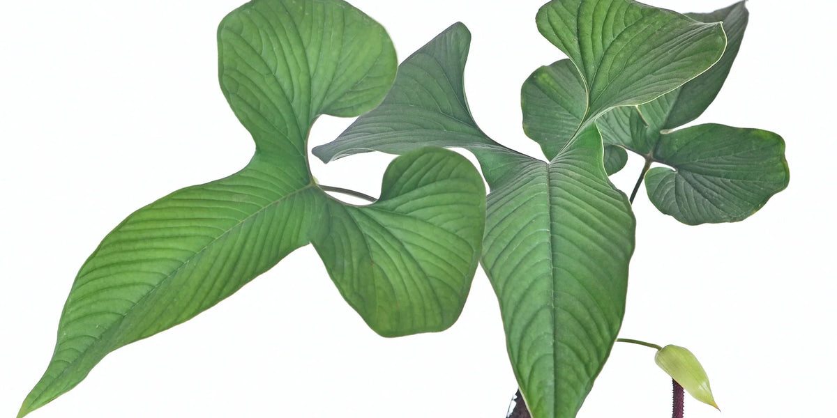 Anthurium draconopterum — Ecuagenera California